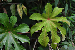 Cecropia polystachya