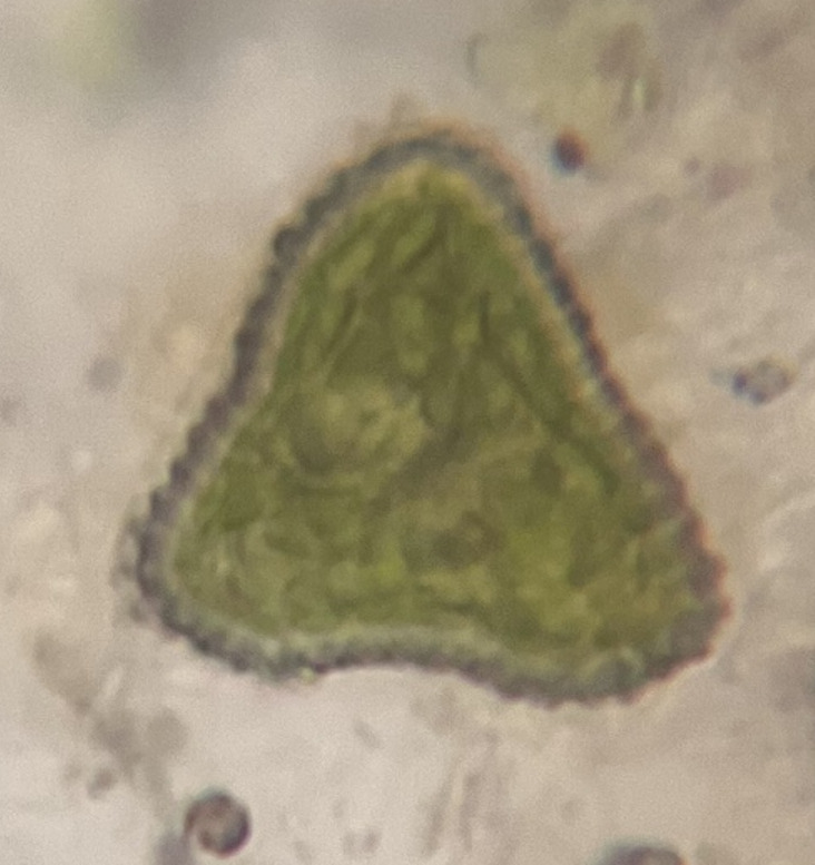 Goniochloris