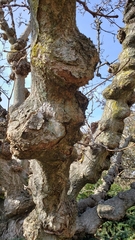 Quercus muehlenbergii