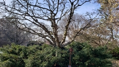 Quercus muehlenbergii