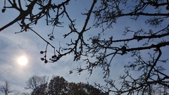 Quercus muehlenbergii