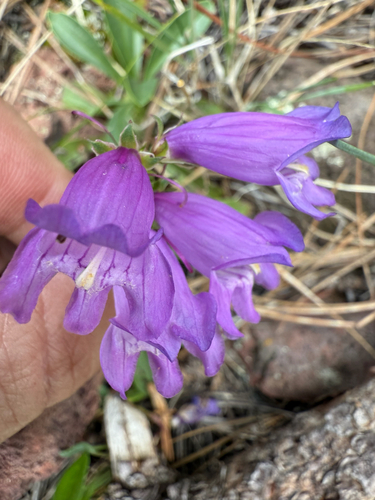 Mount Graham beardtongue (Penstemon deaveri)