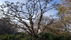 Quercus muehlenbergii