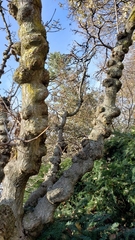 Quercus muehlenbergii