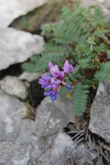 Oxytropis montana