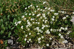 Cherleria capillacea