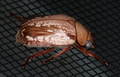 Anoplognathus concolor
