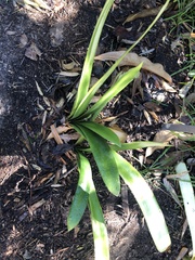 Clivia miniata citrina