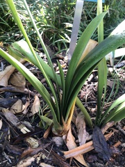 Clivia miniata citrina