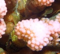 Sebastapistes coniorta