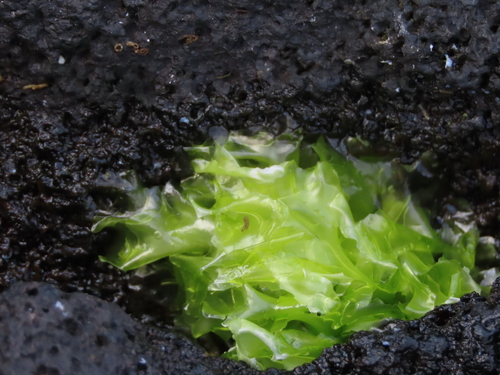 Ulva lactuca observed 2025-09-06
