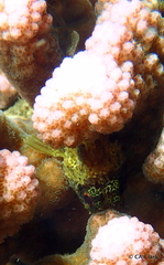 Sebastapistes coniorta