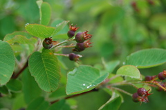 Amelanchier ovalis ovalis