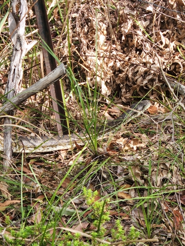 Coastal Carpet Python sighting