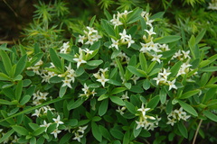 Daphne alpina