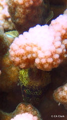 Sebastapistes coniorta