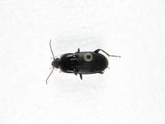 Pterostichus permundus