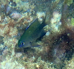 Plectroglyphidodon johnstonianus