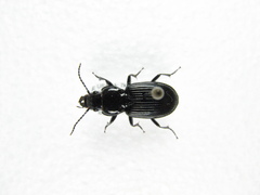Pterostichus ebeninus