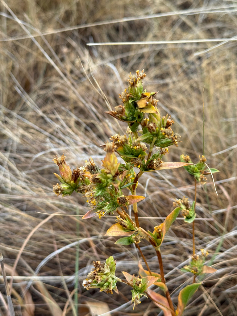 Pyrrocoma arguta