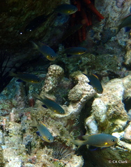 Pycnochromis vanderbilti