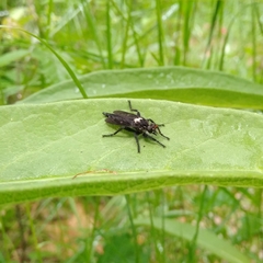Pritchardia hirtipes