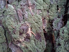 Hypocenomyce scalaris