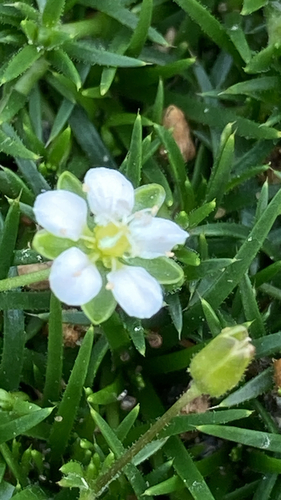 Awl-Leaf Pearlwort (Sagina subulata)