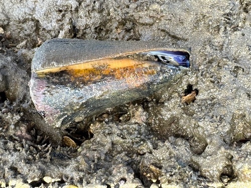 Conus emaciatus observed 2025-09-08