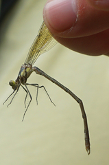 Lestes eurinus