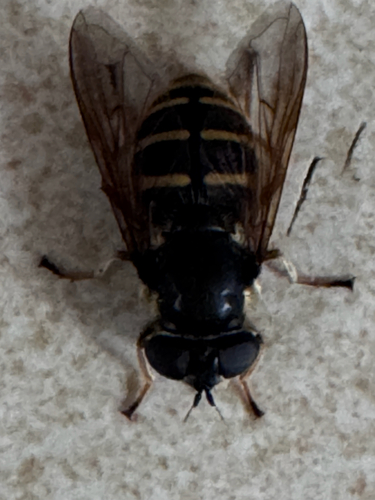 Unknown species found near Goward Rd, Saanich, BC, CA