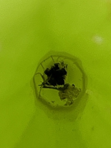 Ridings’ Pitcherplant Moth photo 5