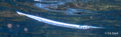 Platybelone argalus