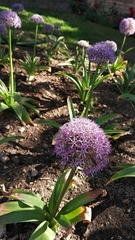 Allium giganteum