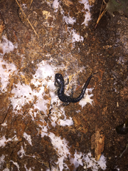 Plethodon chlorobryonis