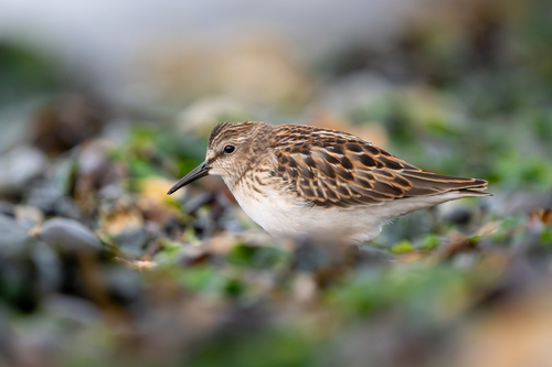 Correlimos menudillo (Calidris minutilla)