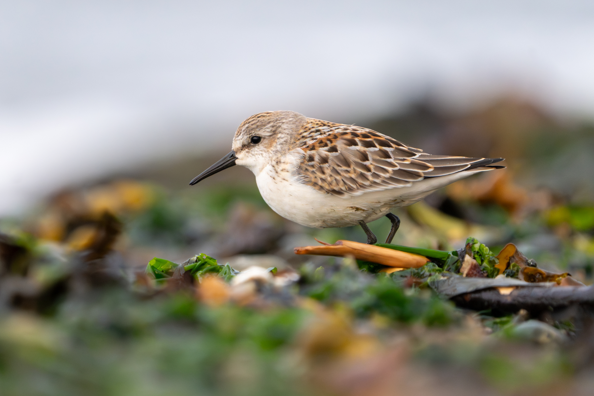 Western Sandpiper (Calidris mauri)