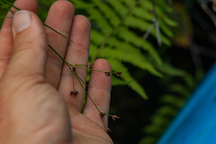 Cladium mariscoides