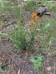 Castilleja patriotica