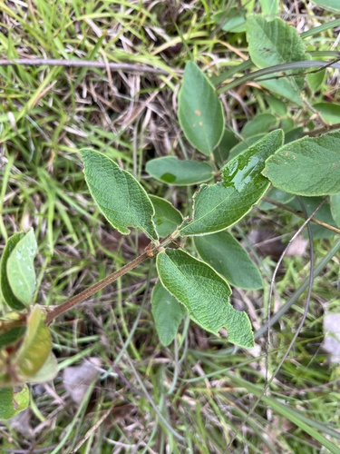 Nuttall's Ticktrefoil (Desmodium nuttallii)