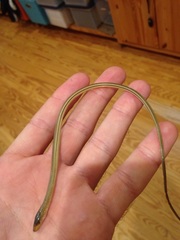 Ophisaurus compressus