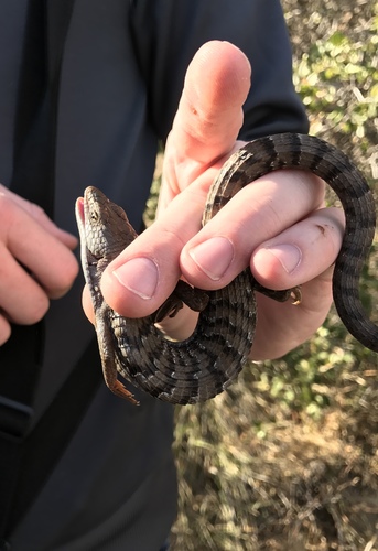 iNaturalist observation photo of Southern Alligator Lizard