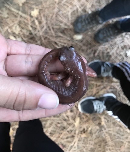 iNaturalist observation photo of Ensatina