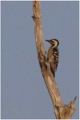 Dendrocopos analis