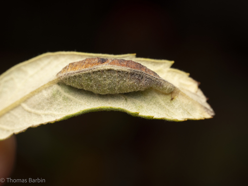 Unknown species found near Oak Bay, BC, Canada