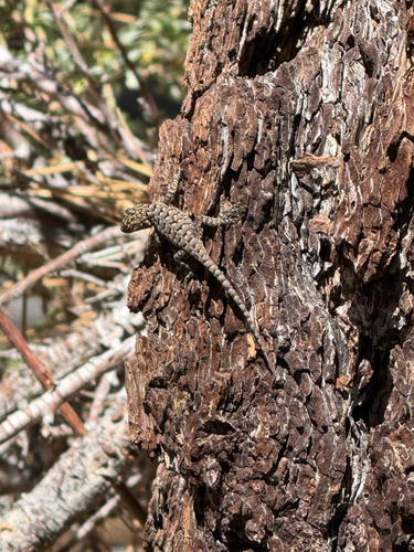 iNaturalist observation photo of Western Fence Lizard