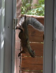 Sciurus carolinensis