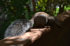 Sciurus carolinensis