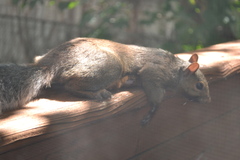 Sciurus carolinensis