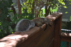 Sciurus carolinensis